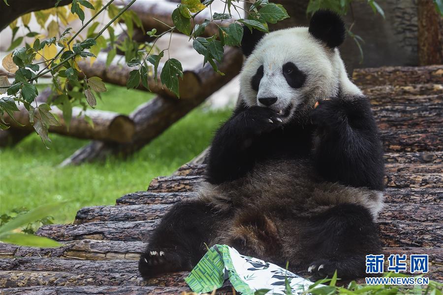 （國際）（1）莫斯科動物園為大熊貓“如意”和“丁丁”慶生