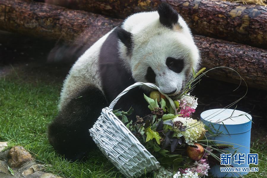 （國際）（4）莫斯科動物園為大熊貓“如意”和“丁丁”慶生