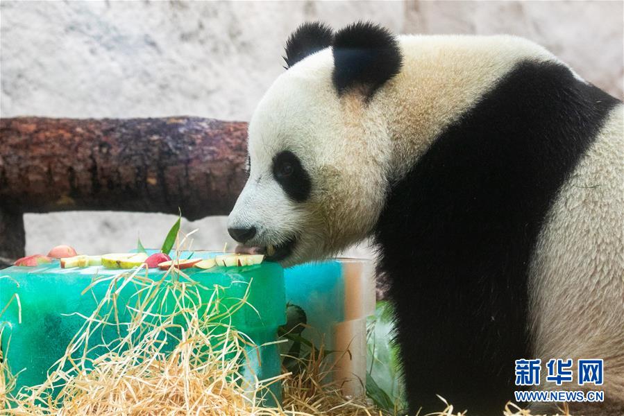 （國際）（5）莫斯科動(dòng)物園為大熊貓“如意”和“丁丁”慶生