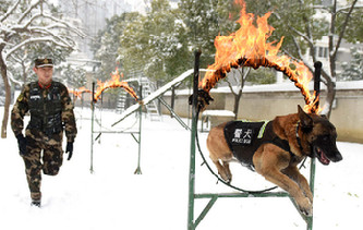 汪星人也有冬訓(xùn) 神犬奇兵雪地突擊