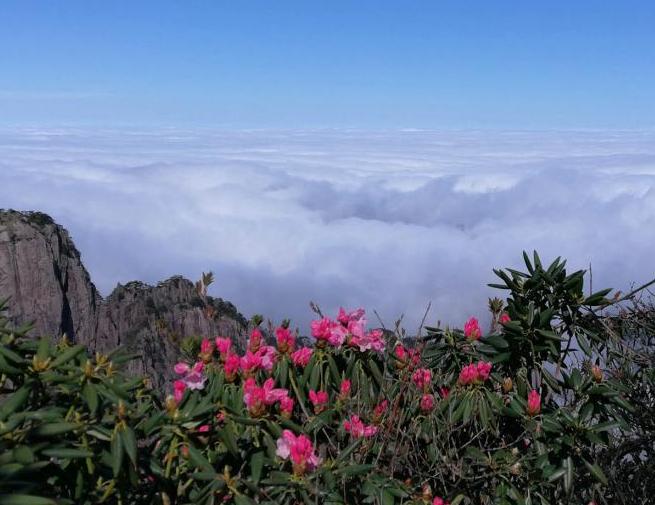 安徽黃山奔騰云海與盛放杜鵑“競秀”